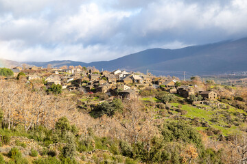 Rockrose fields in the area of the black villages of Guadalajara, Spain