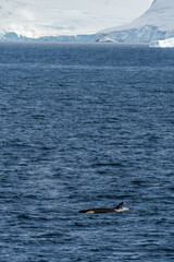 Fototapeta premium Scenic view of a group of killer whales, Orcinus orca, swimming in the waters of the Antarctic peninsula, near Anvers Island.