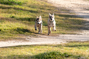 Cachorros jugando