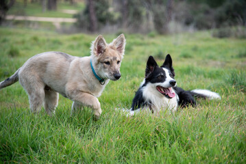Cachorros jugando