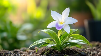 Obraz premium An Exotic purple orchid in full bloom with detailed petals