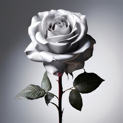 the AI Image Generator, Elegant White Rose with Detailed Petals
