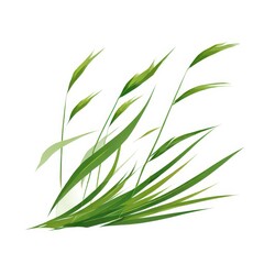 the AI Image Generator, Detailed Close-Up of Fresh Green Grass Blade
