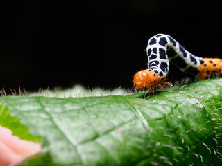 A white with black spots with an orange face and orange tail caterpillar on the move on a leaf