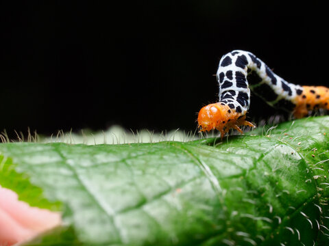 A white with black spots with an orange face and orange tail caterpillar on the move on a leaf