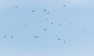 A flock of birds flying in the sky