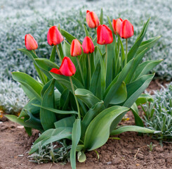 A bunch of red tulips are in a garden