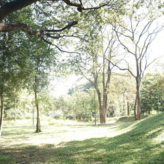 trees in the park