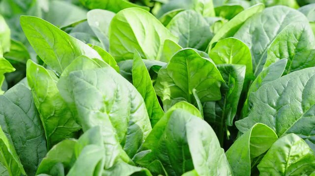 Young spinach leaves close up. Healthy organic vegetarian food grown in the garden.