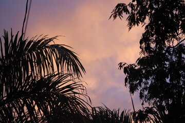 palm tree sunset clouds