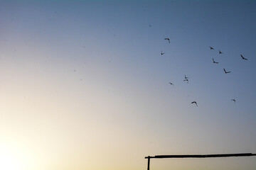 A flock of birds in silhouette against a vibrant blue sunset sky