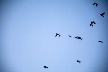 A majestic flock of birds in formation soars through the vast blue sky, a true symbol of nature's freedom in flight