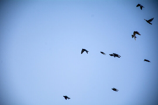 A majestic flock of birds in formation soars through the vast blue sky, a true symbol of nature's freedom in flight - Powered by Adobe