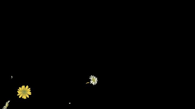 Daisy Flower Falling on Alpha Channel Loop. 3D rendering. Daisy flower falling with alpha channel place on footage or background and easier to change colour in a seamless loop.
