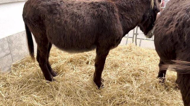 Donkey domestic animal equine Equus asinus brown fur inside cage