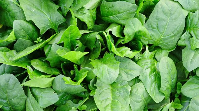 Young spinach leaves close up. Healthy organic vegetarian food grown in the garden.