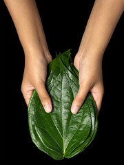 young girl holding a fresh green betel leaf isolated on the Black background.