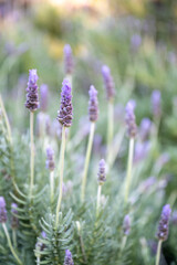 Close up of wild lavender flower sprigs growing in a field vertical macro close up