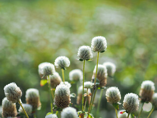 Globe amaranth or Gomphrena globosa flowers in the garden
