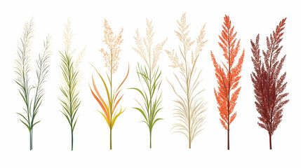 Colorful autumnal grasses collection, isolated on white background; perfect for seasonal designs