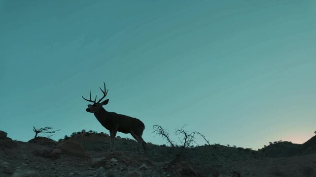 VSilueta de un venado bura en el desierto, cielo despejado