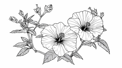 Fototapeta premium Elegant hibiscus flower line art drawing; botanical illustration; perfect for greeting cards, invitations, or website designs