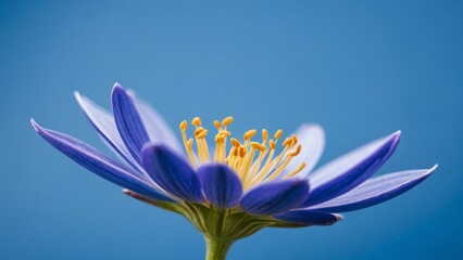 Close-up of a purple flower against a blue background, showcasing vibrant petals and stamens
