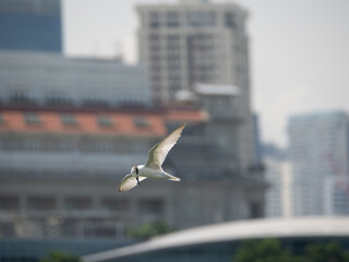 Little tern flying with background city of Singapore 