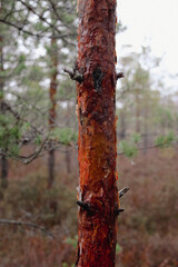 Close-up of pine tree bark in natural forest. Peaceful moment, natural setting, macro shot, centered perspective, forest location, concept of raw textures and quiet wilderness.