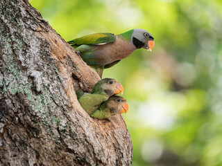 Parakeet chicks are with their parents observing the surroundings © Scorpii