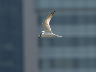 Little tern flying with background city of Singapore 