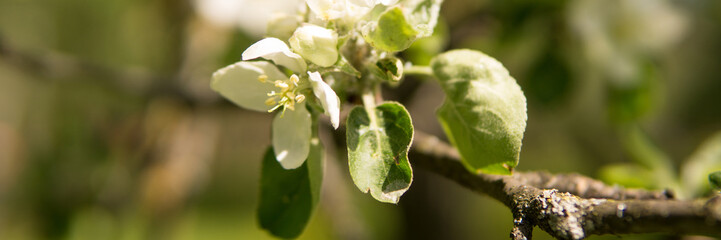 Blooming Apple tree branches with white flowers close-up.