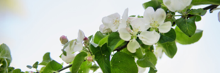 Blooming Apple tree branches with white flowers close-up.