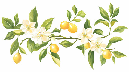 Lemon tree branch with blossoms and fruits, isolated on white background; ideal for design