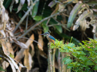 Common kingfisher on a branch watching fish in pond 
