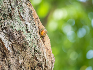 Baby parakeet looking for their parent 