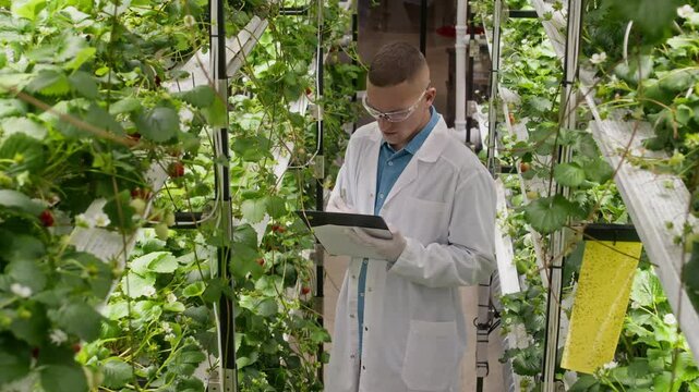 High angle shot of young Caucasian male agricultural expert wearing white uniform and protective eyeglasses taking notes on strawberry harvest growing in indoor vertical farm under led light