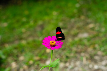 Cartero en rosa m&iacute;stica