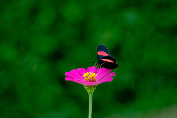 Heliconius Erato polinizadora