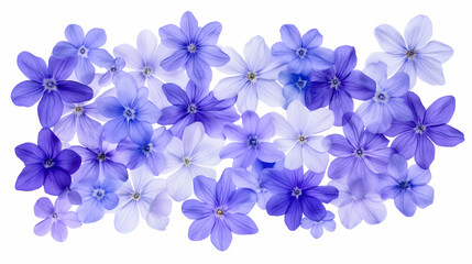 Fototapeta premium Purple and blue flowers arrangement, flat lay, white background, floral design, perfect for greeting cards