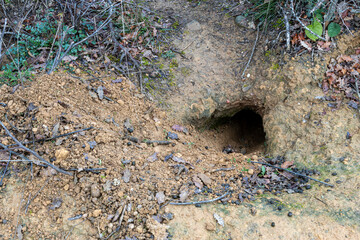 Rabbit burrow. Common rabbit, European rabbit. Oryctolagus cuniculus.