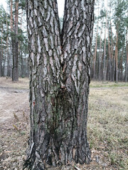 
A pine tree with a bifurcated trunk. Close-up photo of the trunk