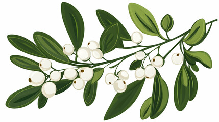 Winter holiday mistletoe sprig, white berries, green leaves, isolated on white, for festive design