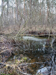 A small swamp in the thicket of the forest. Filled with fallen leaves. Habitat of amphibians.