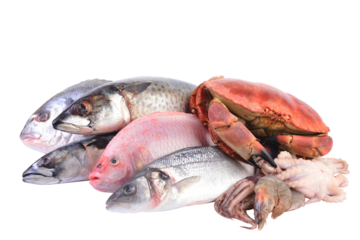 Fresh seafood isolated isolated