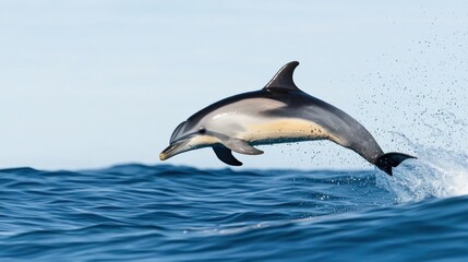 Obraz premium Dolphin Leaping in Ocean