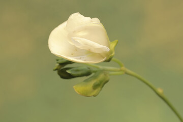 The beauty of the winged bean flower in full bloom. This pure white flowering plant has the scientific name Psophocarpus tetragonolobus.