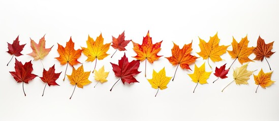 Autumn season concept featuring a gradient of vibrant maple leaves in red, orange, and yellow arranged horizontally on a white background.