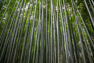 Detail of bamboo at the Arashiyama Bamboo Forest