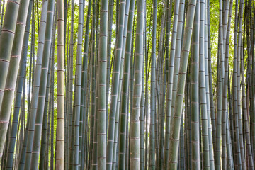 Fototapeta premium Bamboo trees at the Arashiyama Bamboo Forest